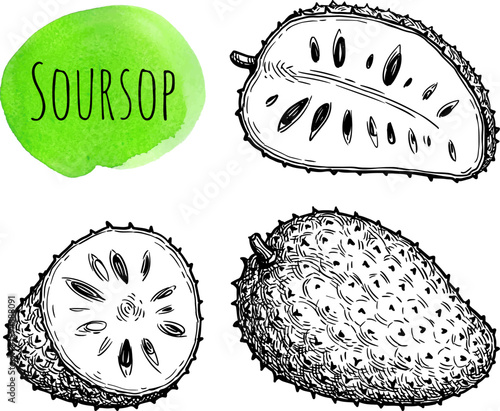 Soursop ink sketch.