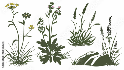 Isolated plant, grass, and wildflower silhouettes set. Botanical vector elements for nature design and garden projects.