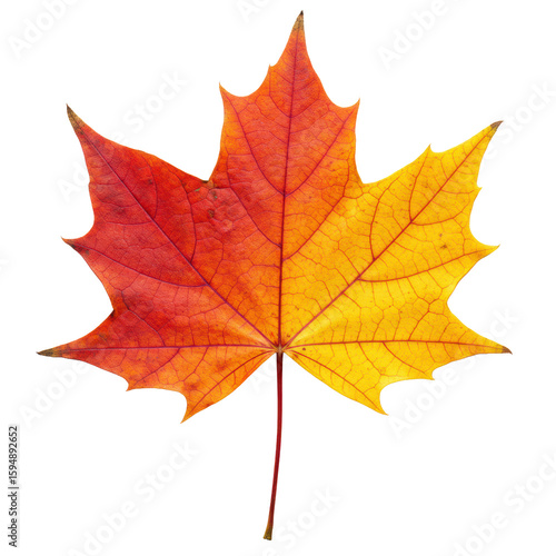 Wallpaper Mural A single, perfectly formed maple leaf, vibrant red, orange, golden yellow, intricate veins, natural texture, isolated on a plain crisp white background with precise top-down studio lighting, concept Torontodigital.ca