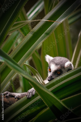 Lemur vol. 3 
