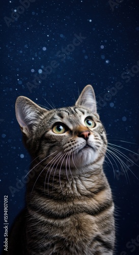 Curious Cat Gazing at Stars