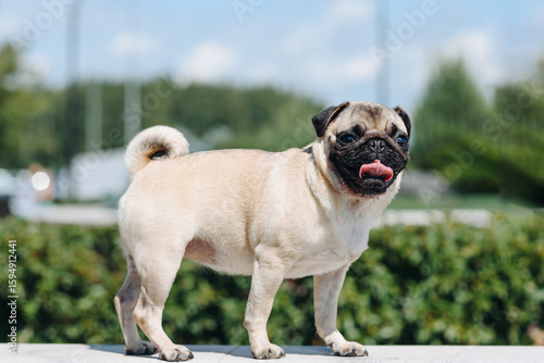 cute small cream pug walks on green grass in summer park in summer day, dogwalking concept
