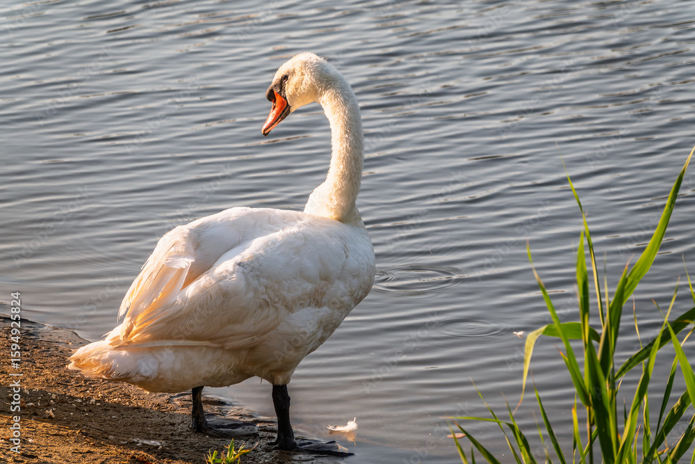 Fototapeta premium Graceful white Swan with a red beak stands on the bank of a pond