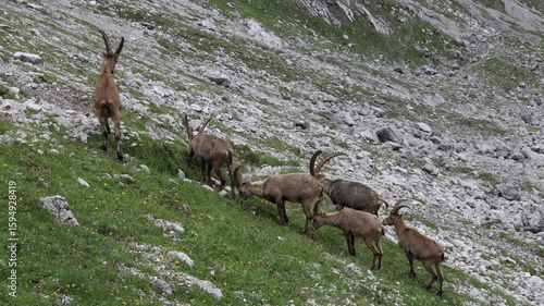 Wild mountain goat ibex in the Alps. Ibex herd with male, female and cubs on the green meadow among the rocky mountain peaks in the Alps Austria. Lechtaler Alps wild animals in their natural habitat