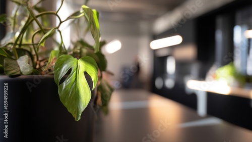 Lush green monstera plant in a sleek dark pot with vibrant fenestrated leaves, set in a modern indoor workspace with warm lighting, blurred background, and serene office atmosphere.
