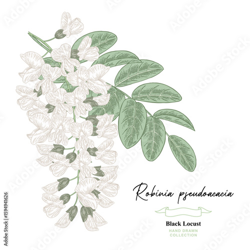 White acacia, Robinia pseudoacacia, black locust flowers. Hand drawn acacia branch. Vector illustration botanical.