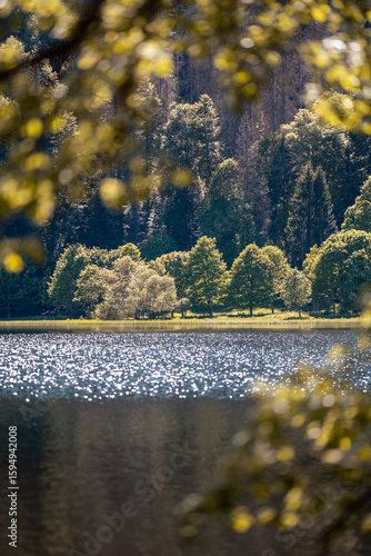 Der Feldsee am Feldberg fotografiert durch die Aste eines Laubbaumes