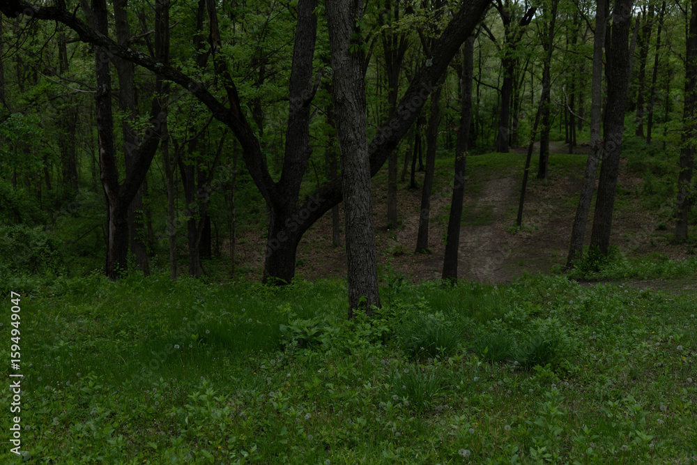 Obraz premium Serene Path Through Lush Forest