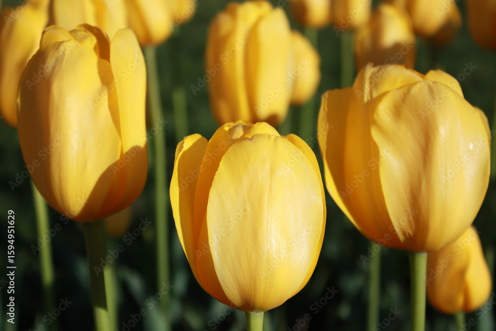Obraz premium yellow and red tulips