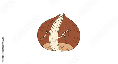 Cracked brown hazelnut illustration on white background
