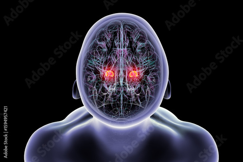 Wallpaper Mural Human brain with highlighted amygdala, 3D illustration Torontodigital.ca