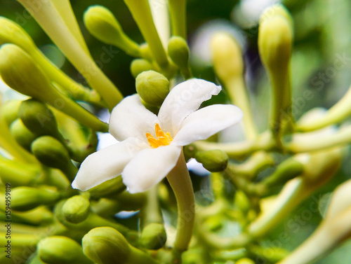 Men's papaya flower, that can't be the fruit male papaya flower, papaya that cannot bear fruit, looks like a finger and blooms like a flower, can be cooked.