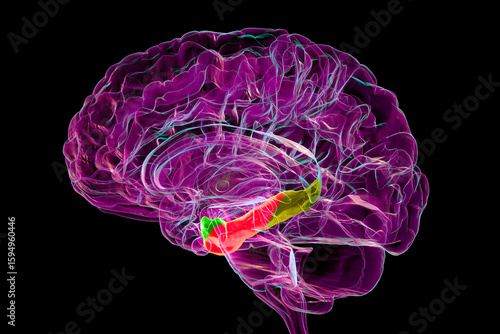 Brain parahippocampal gyrus with perirhinal cortex (green), entorhinal cortex (red), and parahippocampal cortex (yellow), involved in memory, recognition, and spatial context, 3D illustration