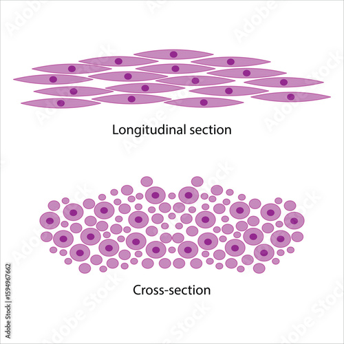 Smooth Muscle Tissue Longitudinal and Cross-Section Views
