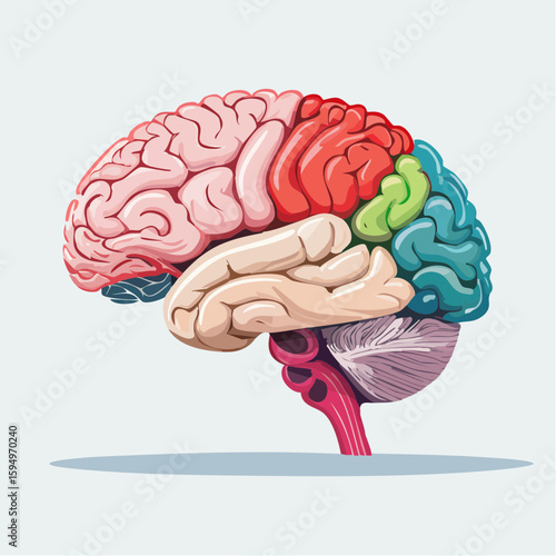 Brain Anatomy Illustration: A vibrant, detailed illustration of the human brain, meticulously segmented to highlight the different lobes.