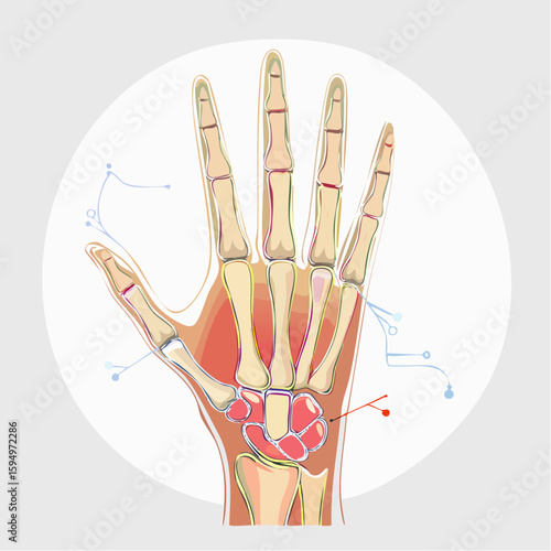 Anatomical Study of the Hand: A detailed illustration showcasing the skeletal structure and internal anatomy of a human hand, rendered in a clean and informative style.
