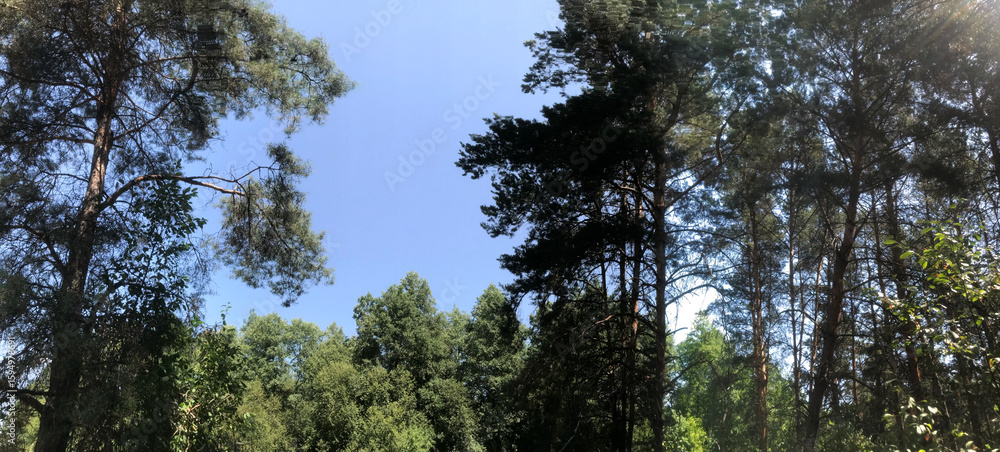 Obraz premium Tall trees under clear blue sky in a sunlit forest