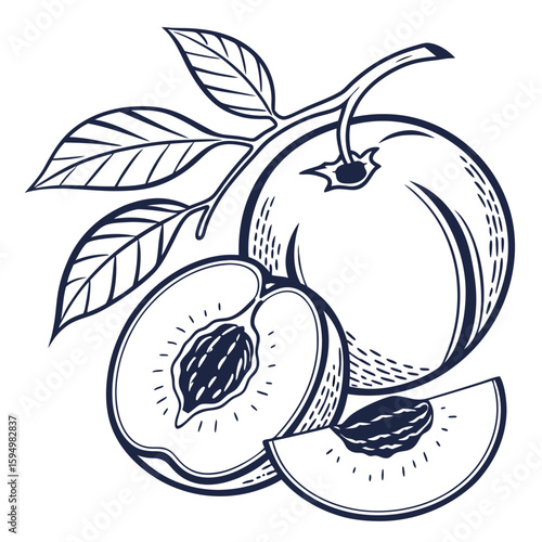 vector illustration of peaches