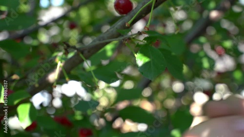 Male hands picking cherries from tree to box. Summer harvest of cherry orchard.