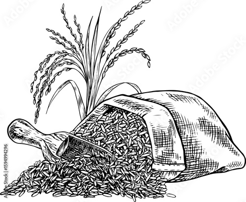Burlap bags of rice and rice stalks next to them. Black and white graphics, vector illustrations. Design element for menus, recipes, and cookbooks. For banners, flyers, packaging, labels, and more.