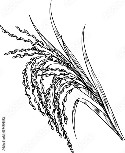 Rice stalks. Black and white graphics, vector illustrations. Design element for menus, recipes, and cookbooks. For banners, flyers, packaging, labels, and more.