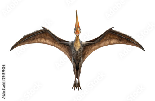 Pteranodon with outstretched wings in flight