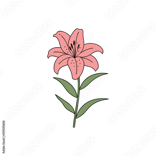 Minimal Pink Lily Floral Design