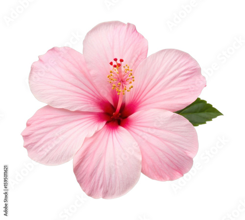 Close-up of a vibrant pink hibiscus flower in full bloom