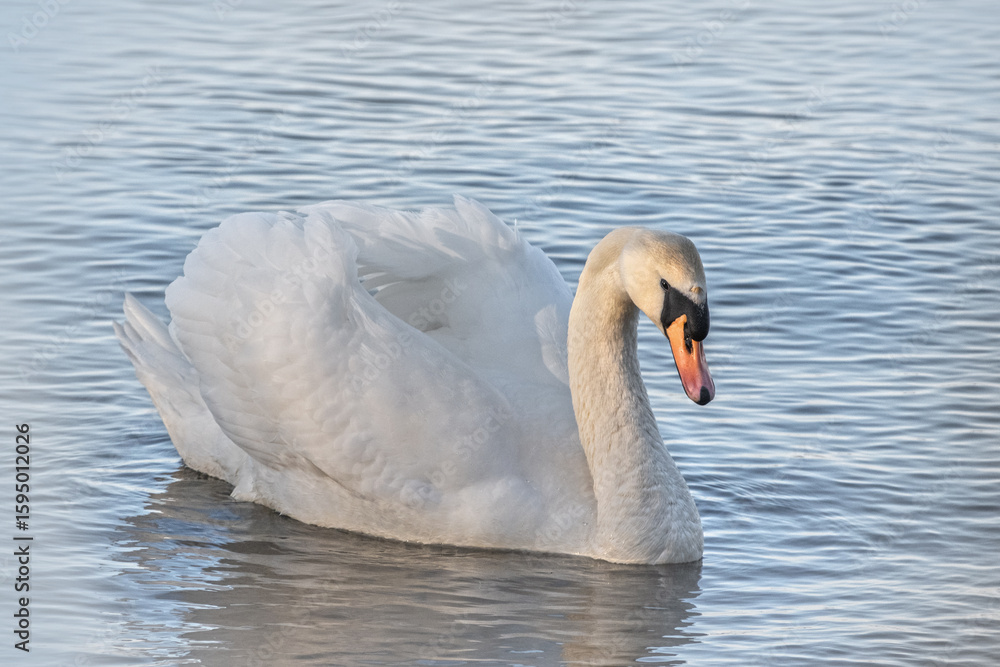 Obraz premium Schwimmender Schwan