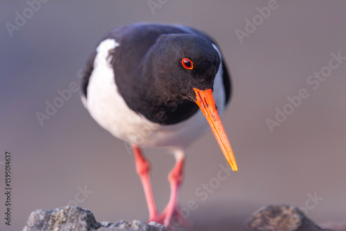 Konstfotografi Ostrygojad, The Eurasian oystercatcher, Haematopus ostralegus