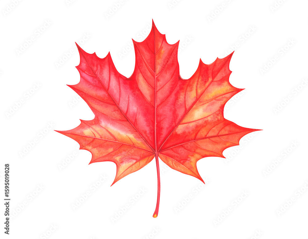 Naklejka premium Single Red Maple Leaf Watercolor on Plain Background