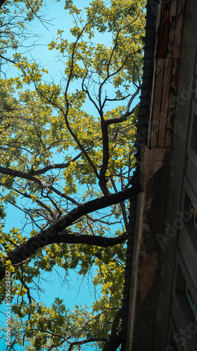 Wallpaper Mural oak trees with a branches on the roof Torontodigital.ca