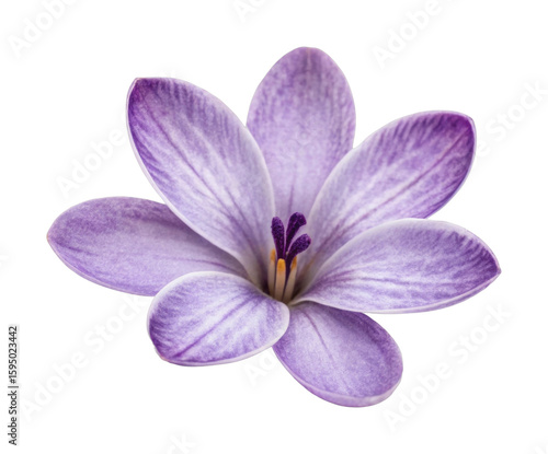 Close-up of a purple crocus flower with delicate petals