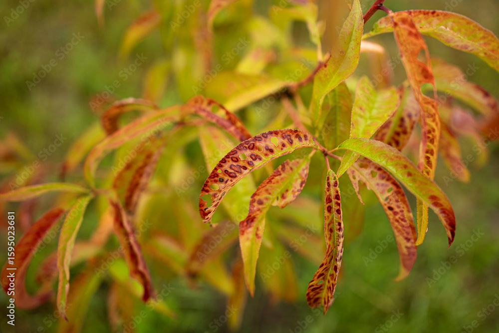 Fototapeta premium Exploring the effects of plant diseases on vibrant foliage with visible symptoms of distress