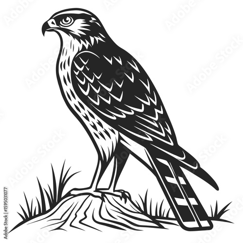 Hawk standing on a grassy mound, a watchful predator