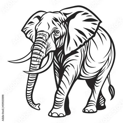 An elephant walks forward with its trunk raised