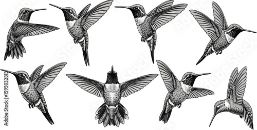 Collection of detailed hummingbird illustrations in various flying positions on white background