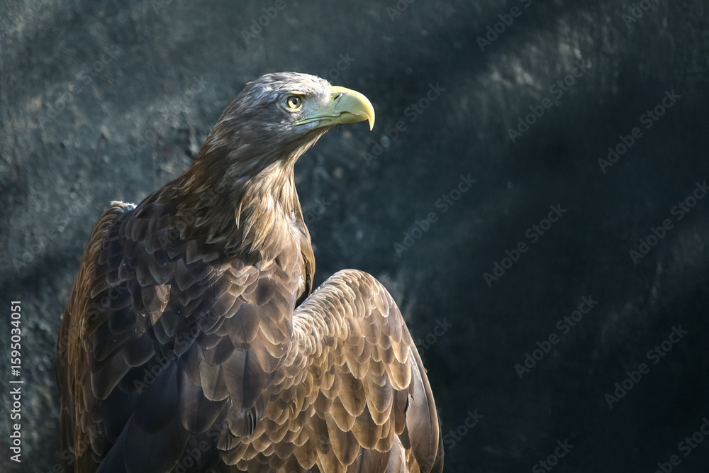 Obraz premium A regal eagle with sharp yellow eyes and a curved beak perches against a blurred natural background, showcasing its intricate brown feathers and powerful presence.