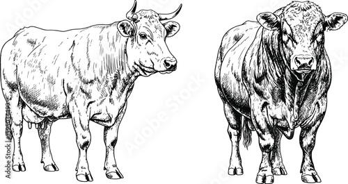 Illustration of a cow and a bull standing side by side in black and white detailed line drawing style