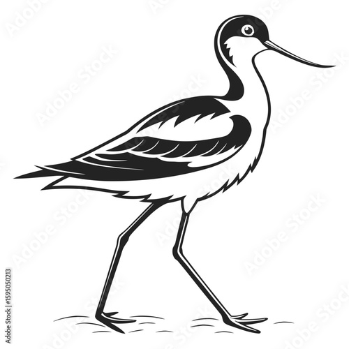 Avocet bird walking on a white background