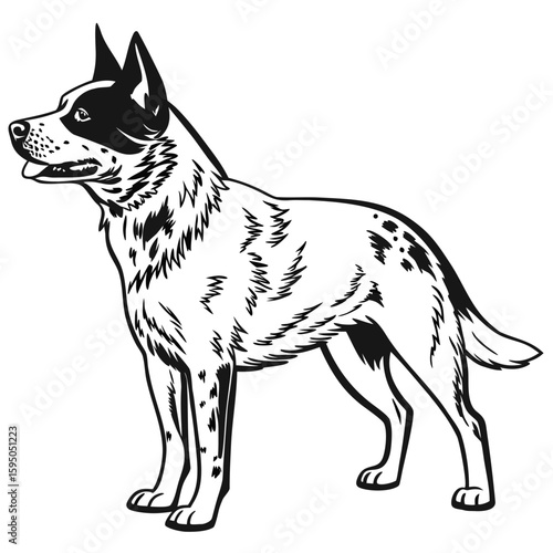 An australian cattle dog stands alert on a white background