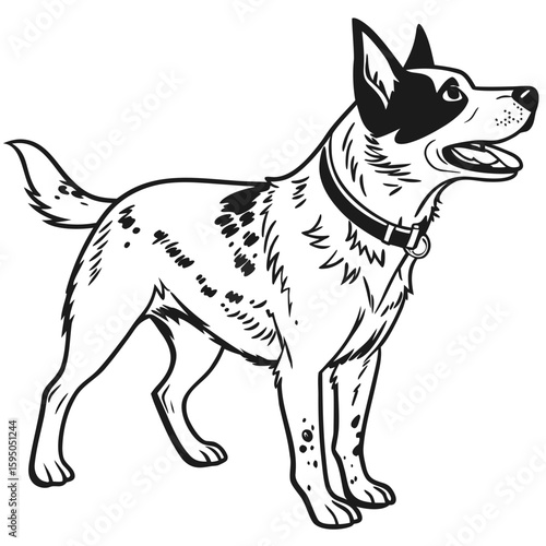 An australian cattle dog stands alert on a white background