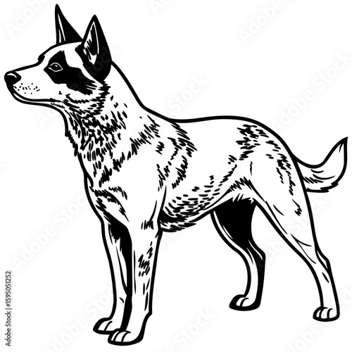 Australian cattle dog isolated on white background