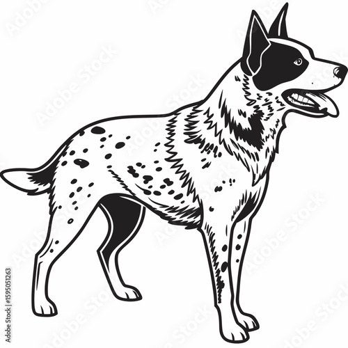 Australian cattle dog with tongue out isolated on white background