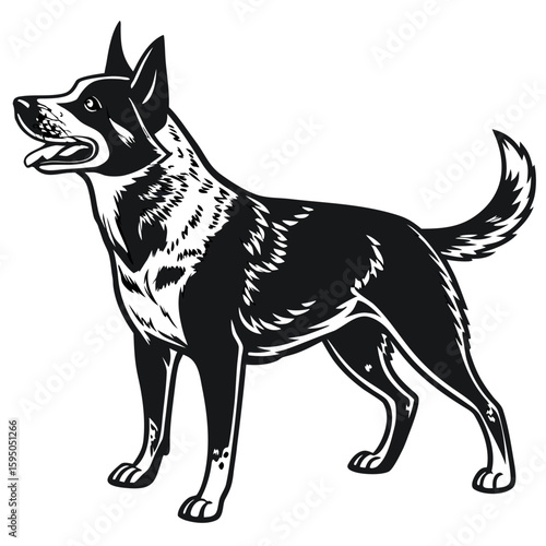 Australian cattle dog standing isolated on white background