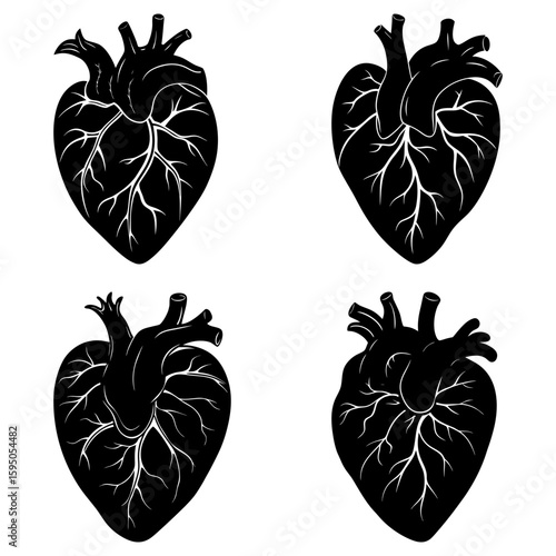 Four anatomical hearts in black and white showing arteries and veins in a detailed illustration style