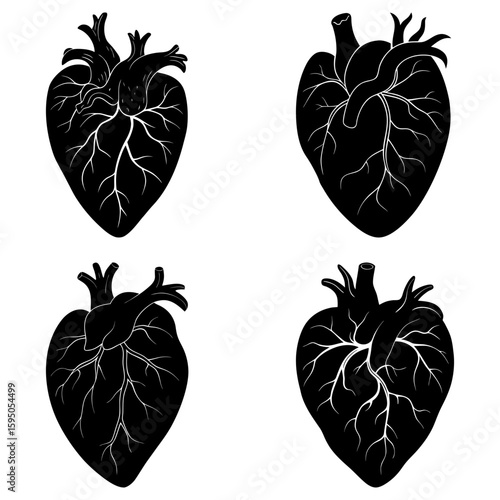 Anatomical heart illustrations in black and white showing arteries and veins in different heart shapes