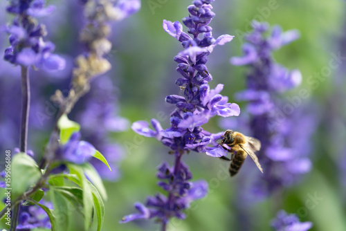 Honey bee on lavender flowers in the garden
