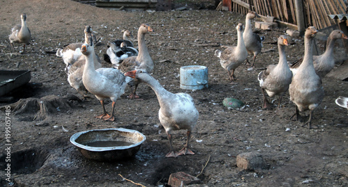 Foto A flock of geese in a compartment. Pet farm