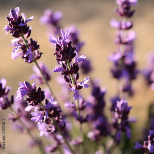 Detailed lavender flower closeup with dreamy tones for natural print  